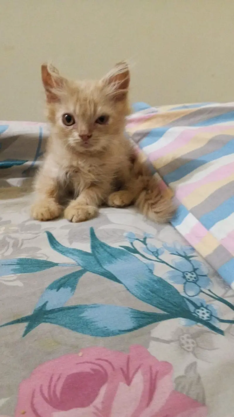 2 persian cats — photo 7