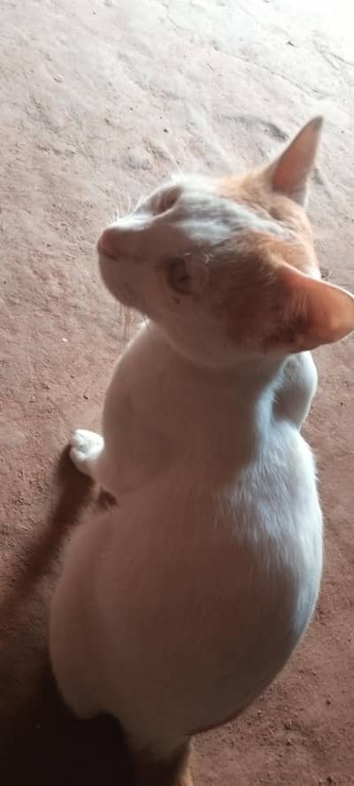 cat for sale home cat friendly Male cat white and orange color