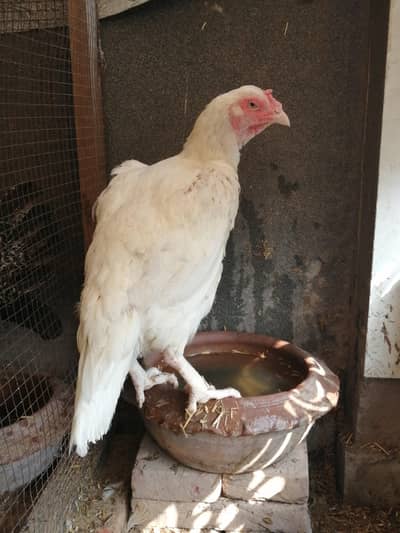 heera hen