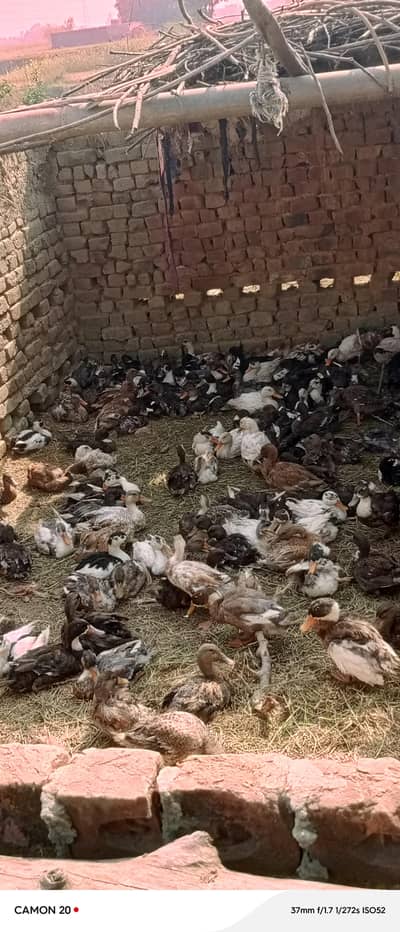 Ducks for Sale | Healthy & Active Ducks