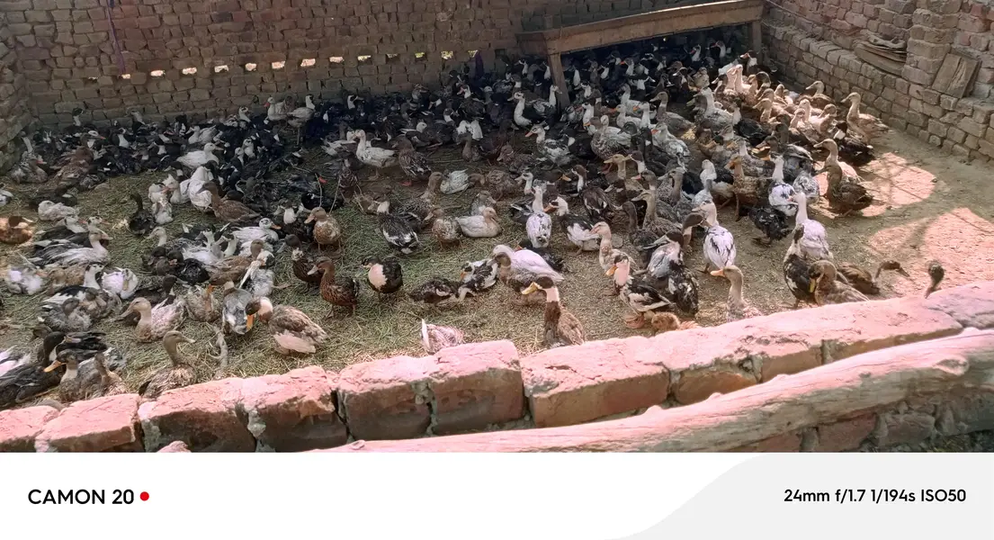 Ducks for Sale | Healthy & Active Ducks — photo 2