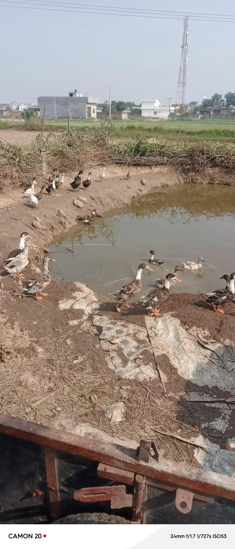 Ducks for Sale | Healthy & Active Ducks — photo 3