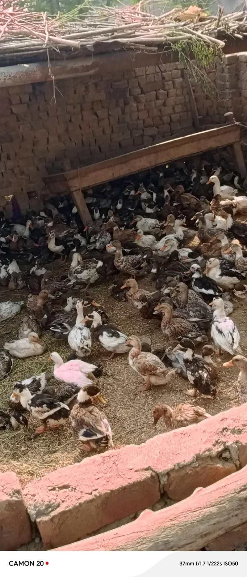 Ducks for Sale | Healthy & Active Ducks — photo 4