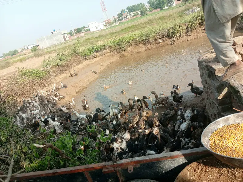 Ducks for Sale | Healthy & Active Ducks — photo 5
