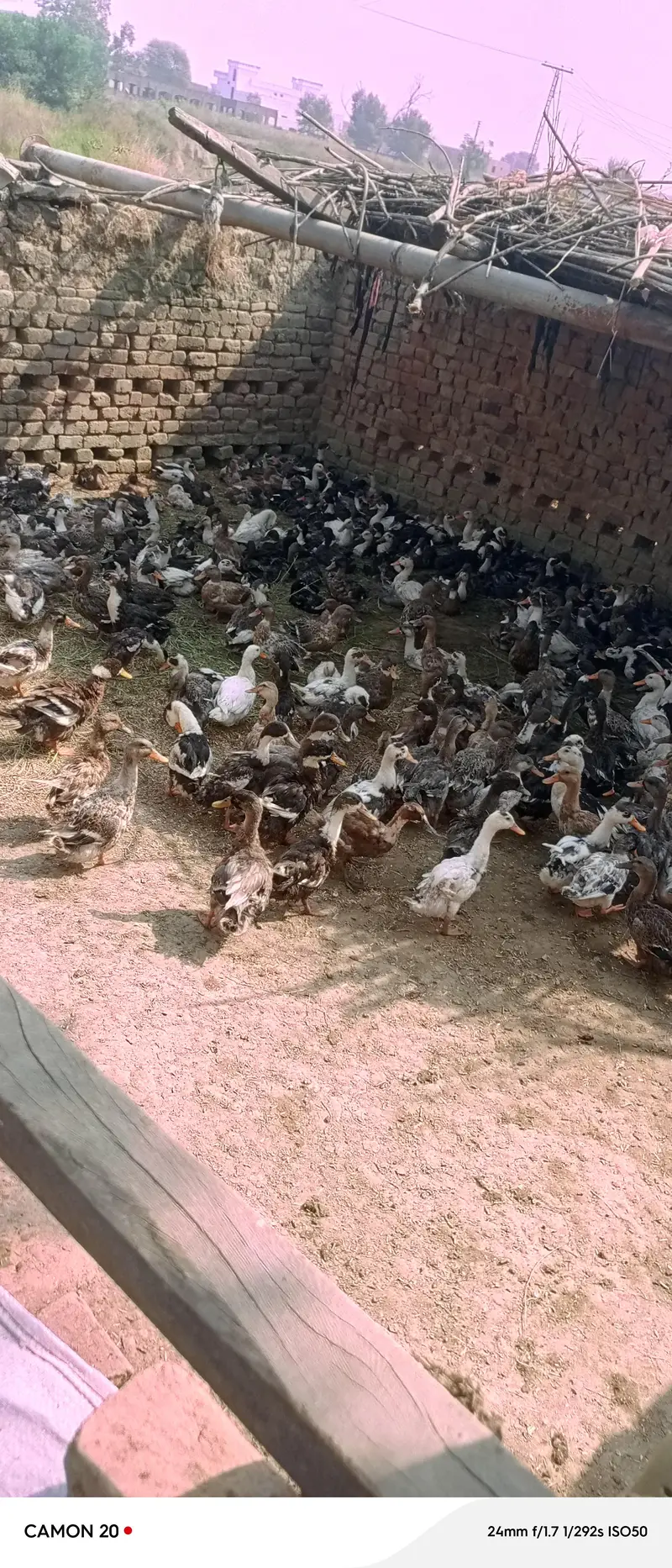 Ducks for Sale | Healthy & Active Ducks — photo 6