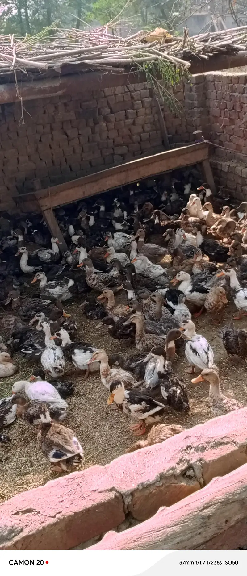 Ducks for Sale | Healthy & Active Ducks — photo 7