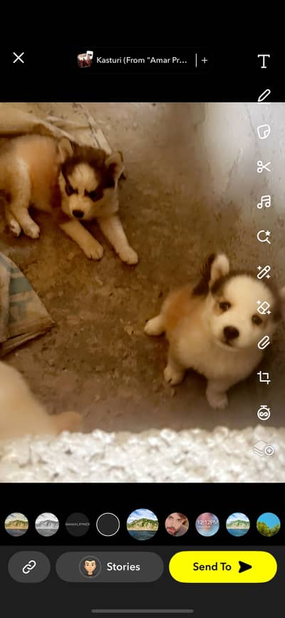 Siberian Husky puppy top breed