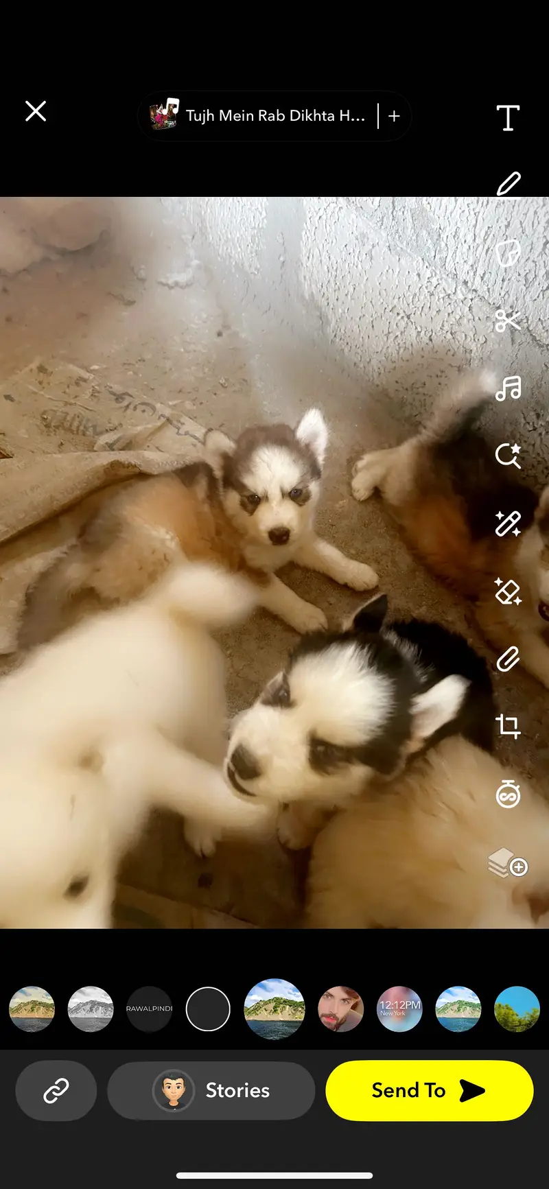 Siberian Husky puppy top breed — photo 2