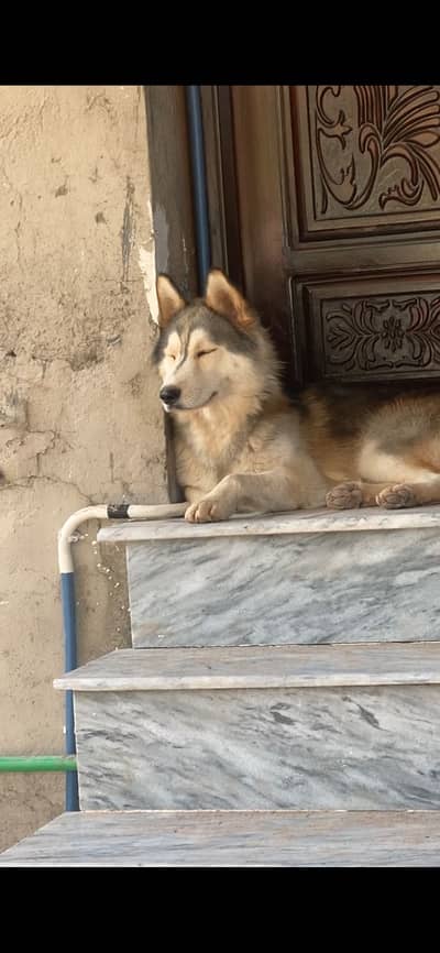 Siberian Husky puppy top breed