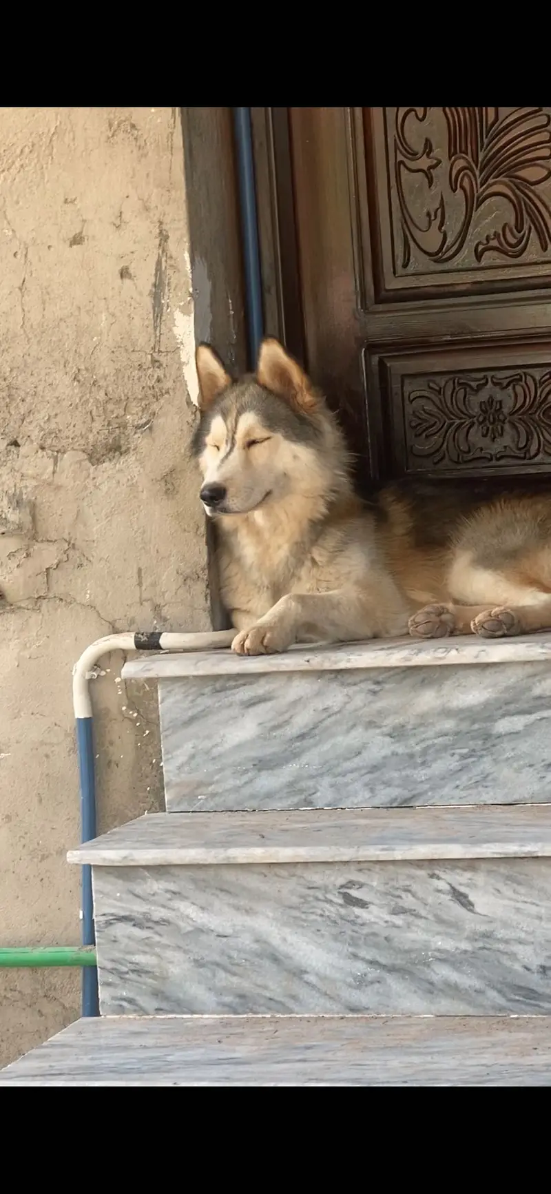 Siberian Husky puppy top breed — photo 3