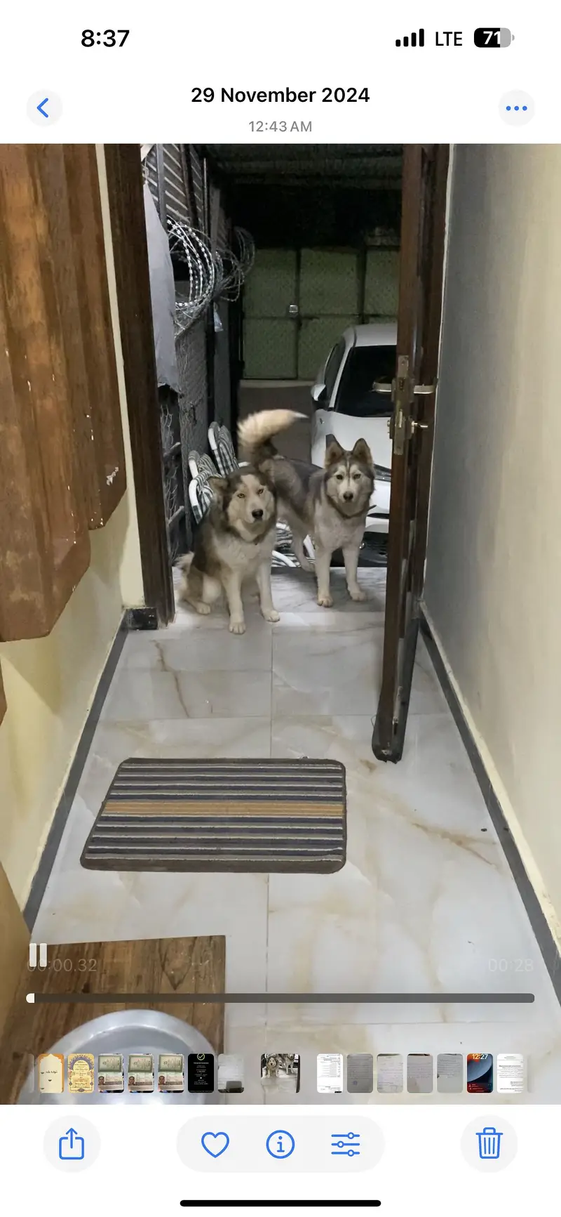 Siberian Husky puppy top breed — photo 4