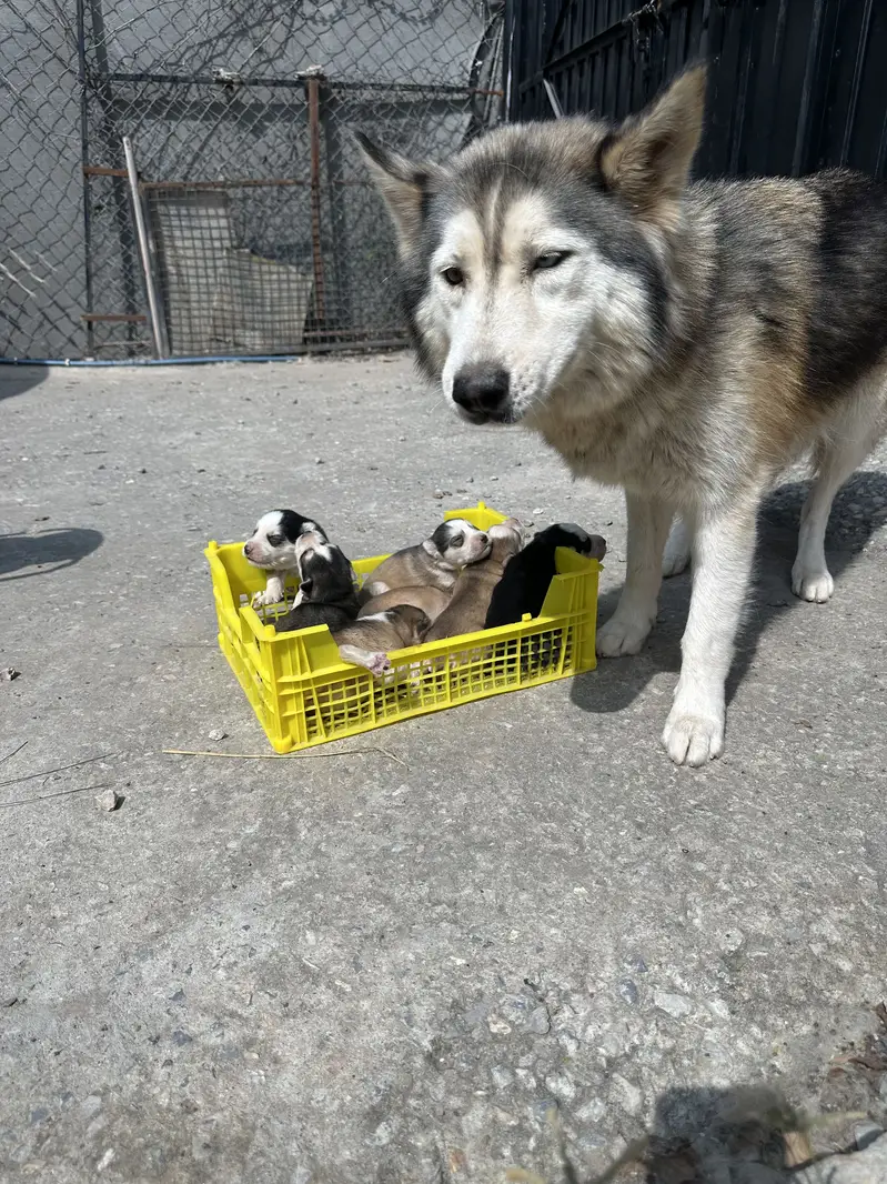 Siberian Husky puppy top breed — photo 5