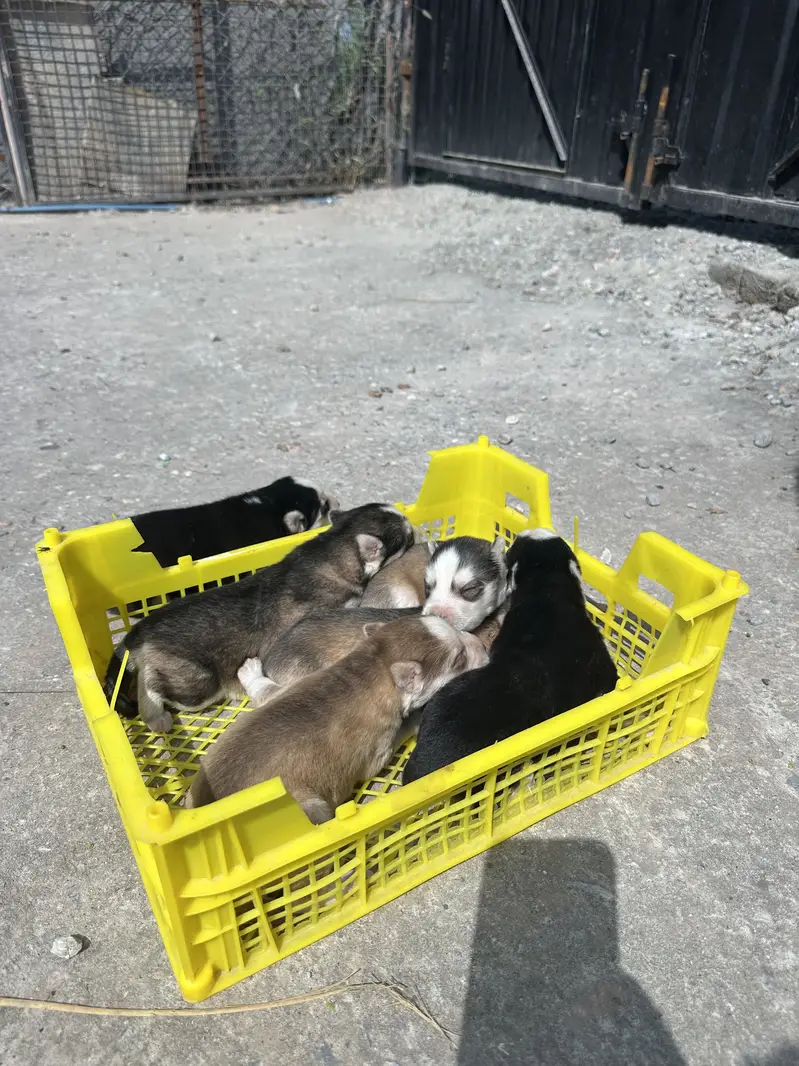 Siberian Husky puppy top breed — photo 6