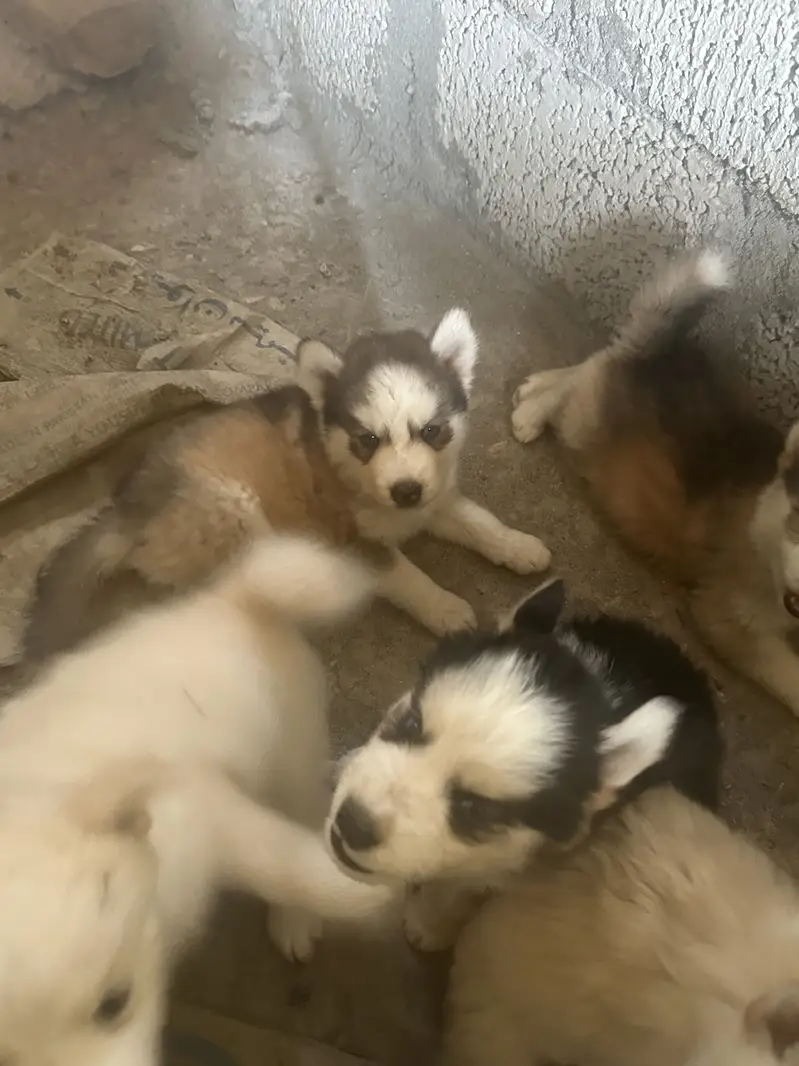 Siberian Husky puppy top breed — photo 8
