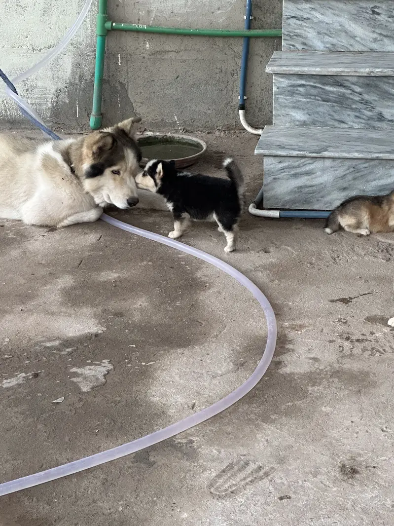 Siberian Husky puppy top breed — photo 9