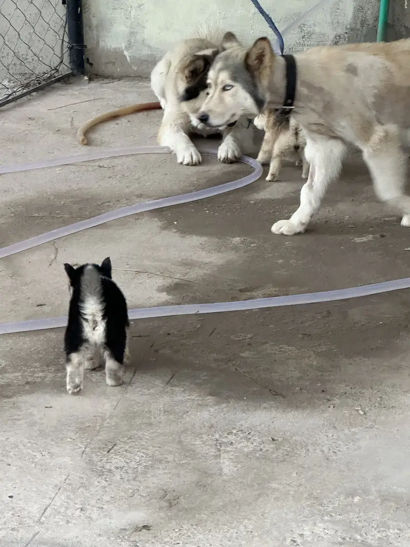 Siberian Husky puppy top breed — photo 11