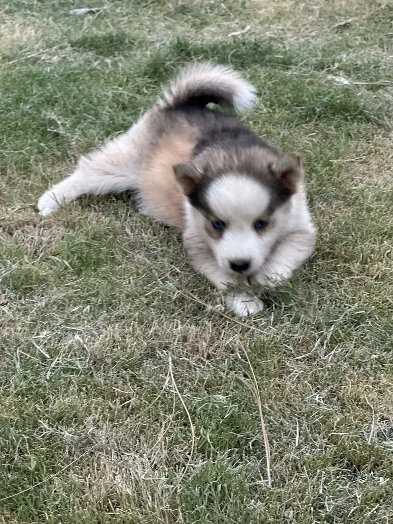 Siberian Husky puppy top breed — photo 12