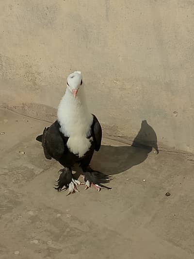 Black Karbalai Chotidar Pamos