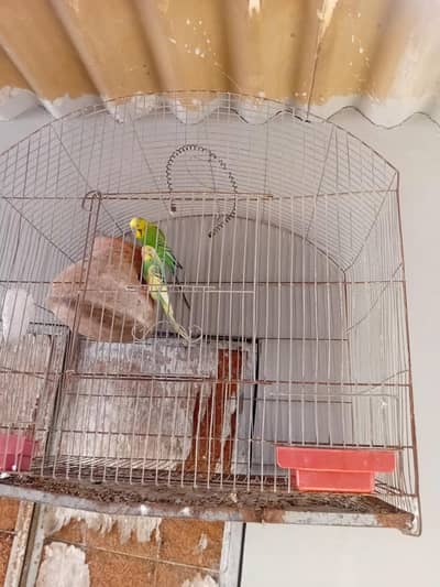 lutino + budgies + cages available