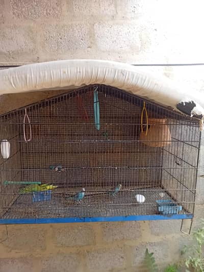 lutino + budgies + cages available
