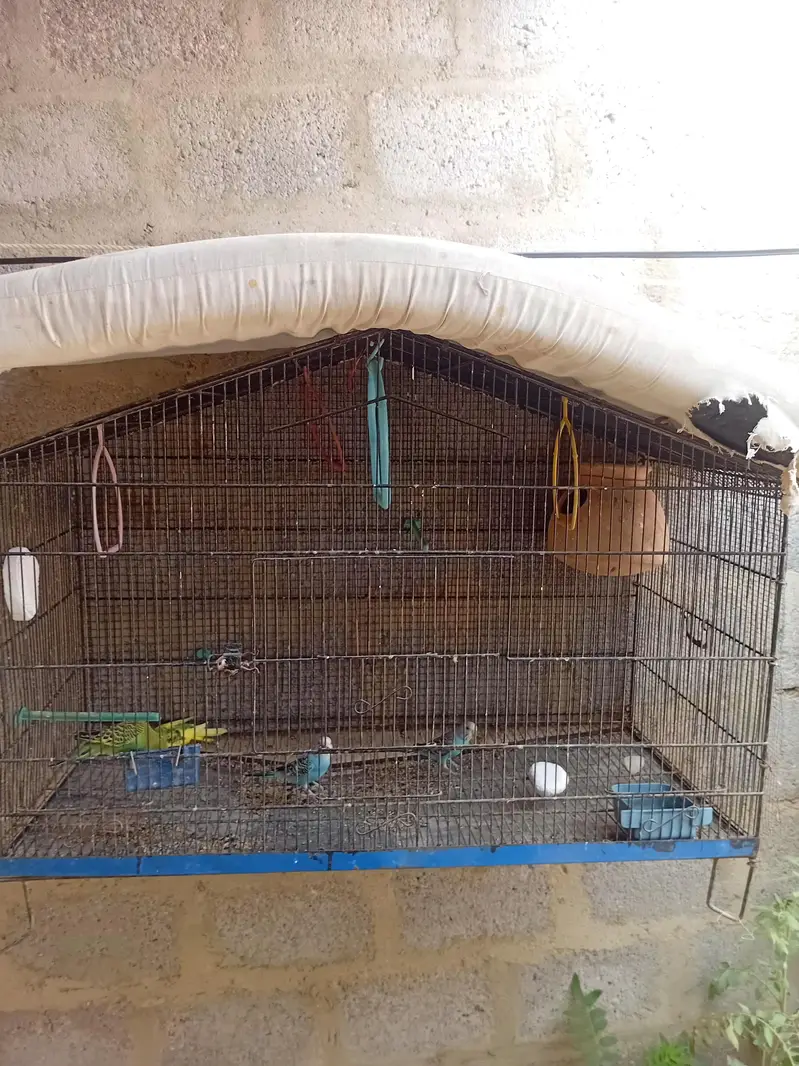 lutino + budgies + cages available — photo 3
