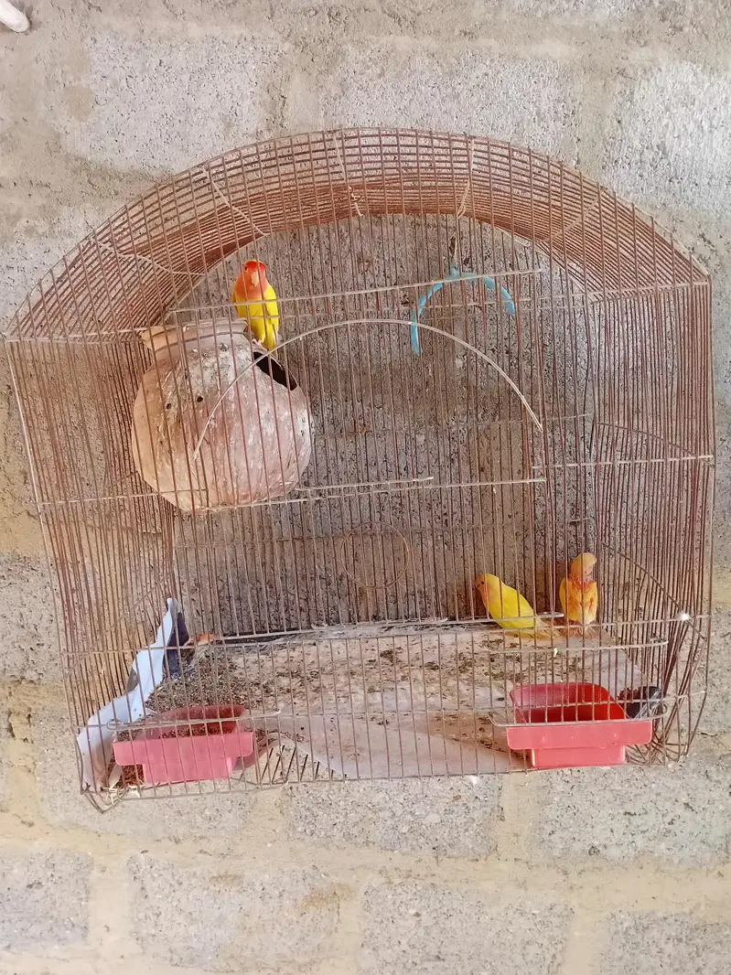 lutino + budgies + cages available — photo 4