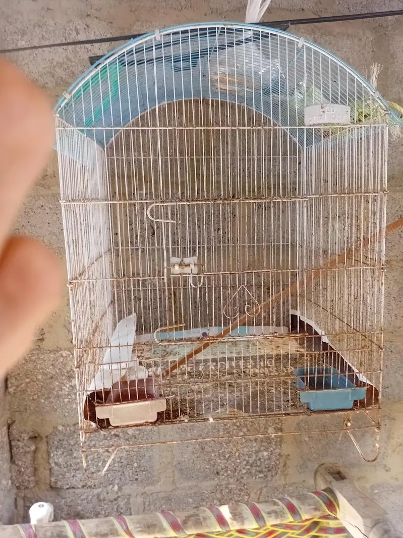 lutino + budgies + cages available — photo 5