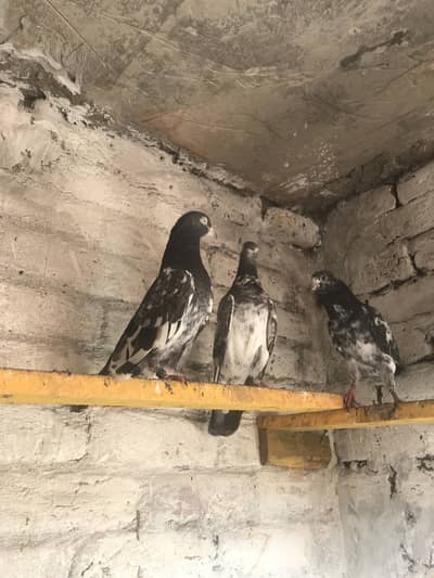 Teddy pair for sale location Lahore Shar bagh