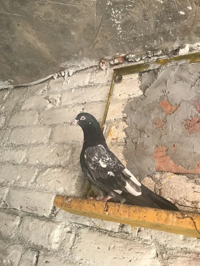 Teddy pair for sale location Lahore Shar bagh — photo 2