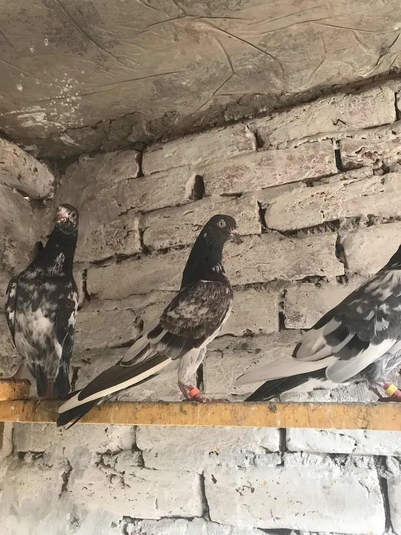 Teddy pair for sale location Lahore Shar bagh — photo 3