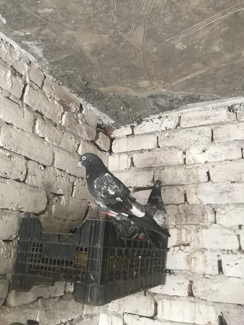 Teddy pair for sale location Lahore Shar bagh — photo 4