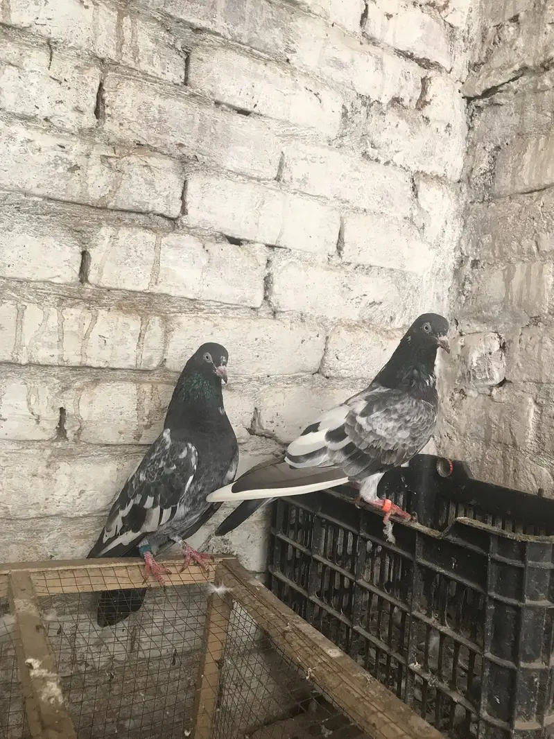 Teddy pair for sale location Lahore Shar bagh — photo 5