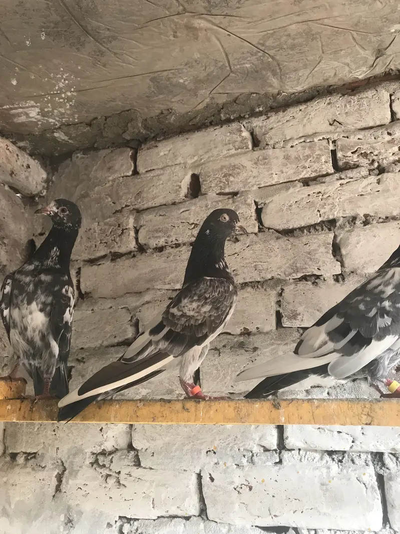 Teddy pair for sale location Lahore Shar bagh — photo 6