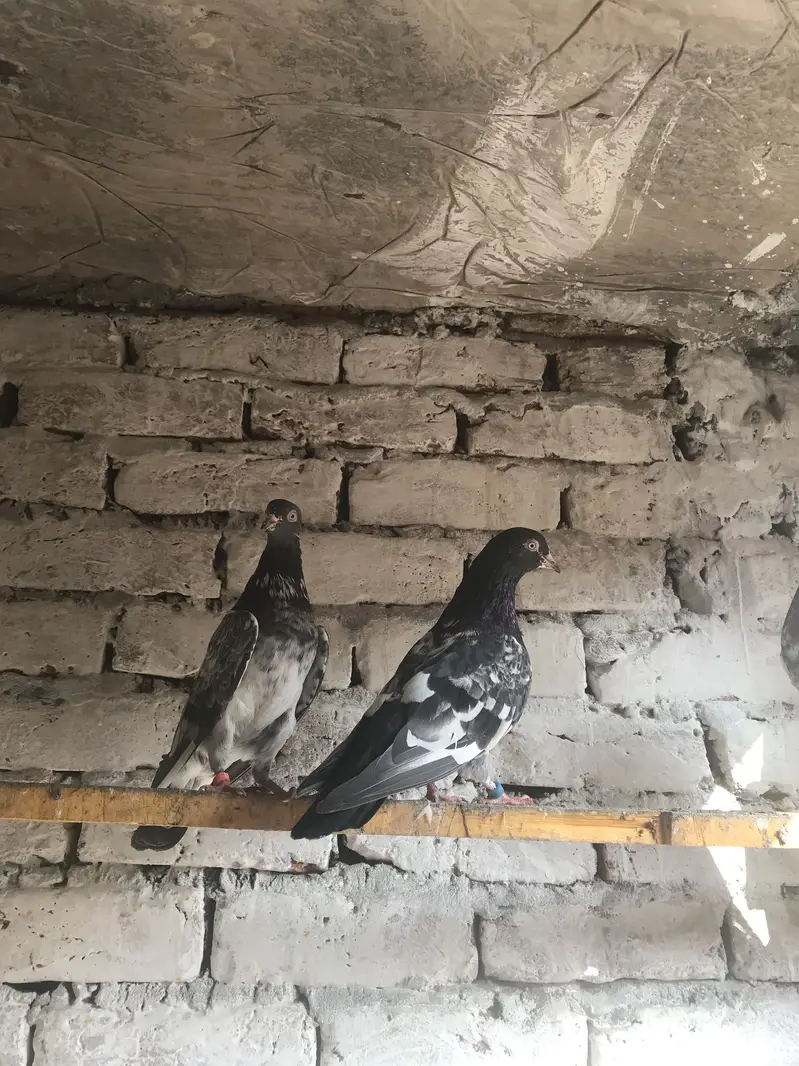 Teddy pair for sale location Lahore Shar bagh — photo 7