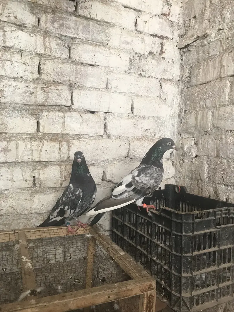 Teddy pair for sale location Lahore Shar bagh — photo 8