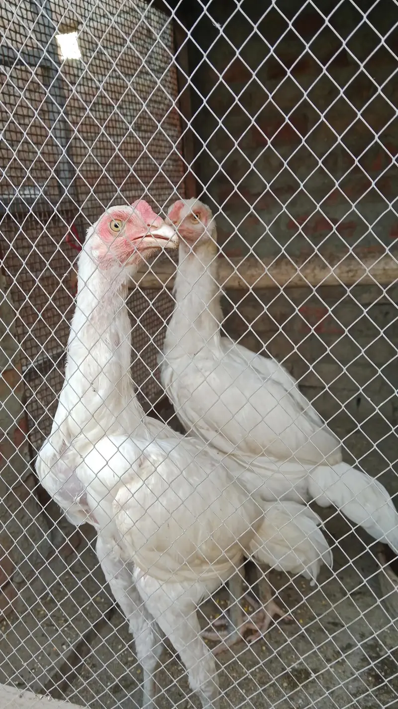 White Heera Asheel Long Height Healthy and Active WhatApp 03414398859 — photo 2