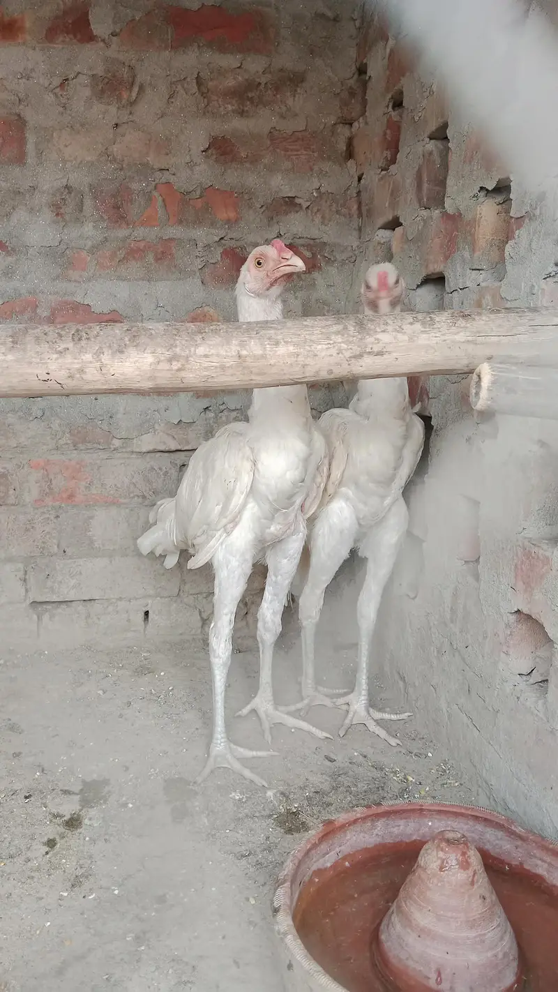 White Heera Asheel Long Height Healthy and Active WhatApp 03414398859 — photo 3
