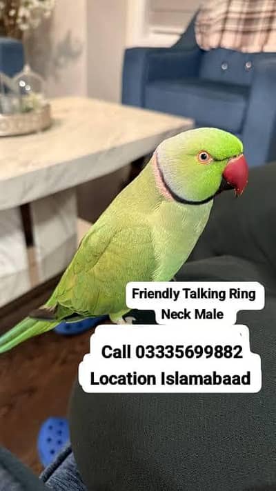 Hand Tamed Talking Green Ring Neck Male Parrot Jumbo Size
