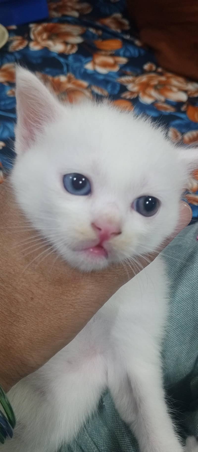 adorable kitten 1