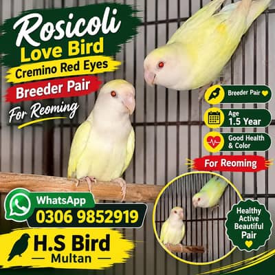 rosicoli love bird cremino