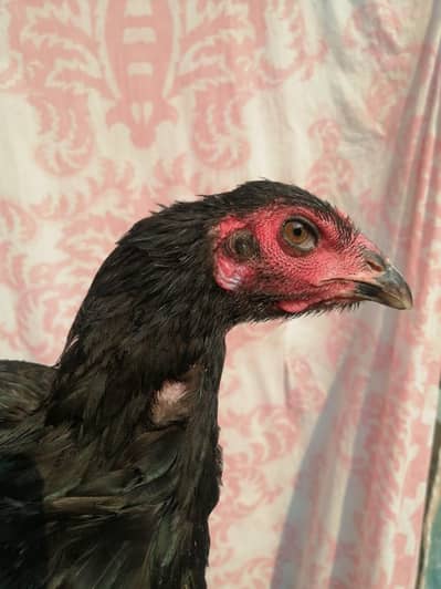 Aseel madi hen  and desi aseel cross murgha for sale
