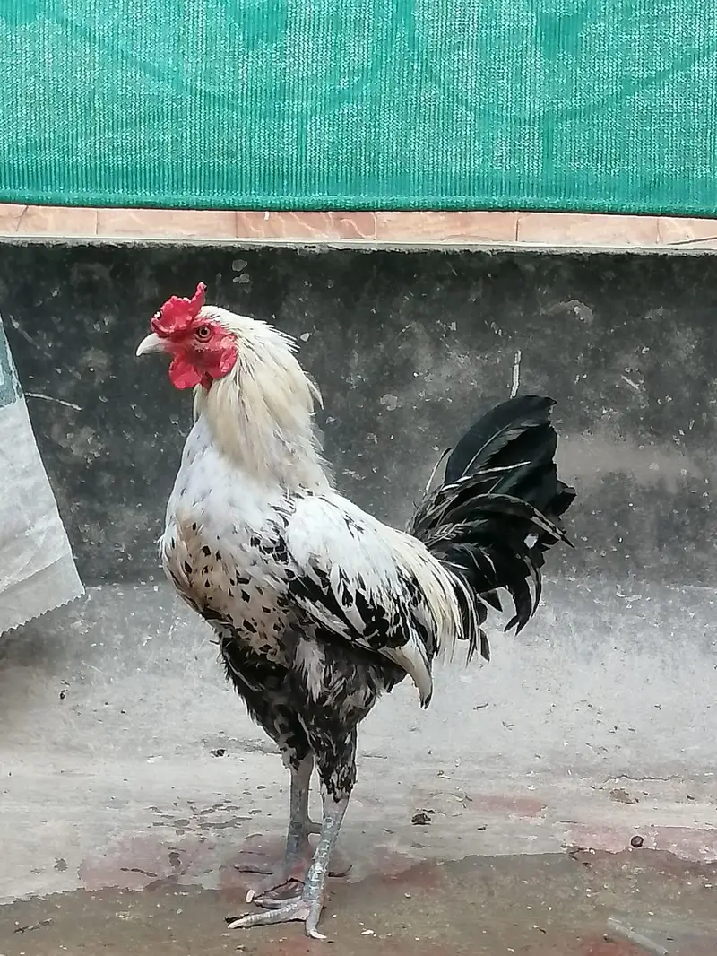 Aseel madi hen  and desi aseel cross murgha for sale — photo 2