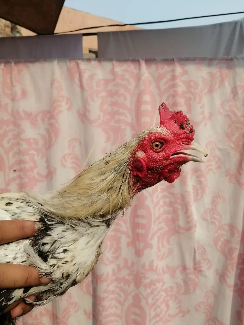 Aseel madi hen  and desi aseel cross murgha for sale — photo 3