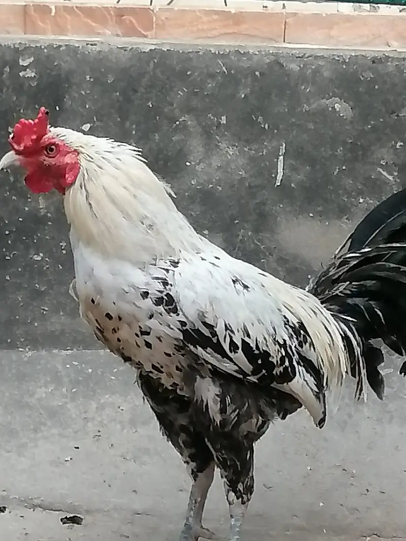 Aseel madi hen  and desi aseel cross murgha for sale — photo 4