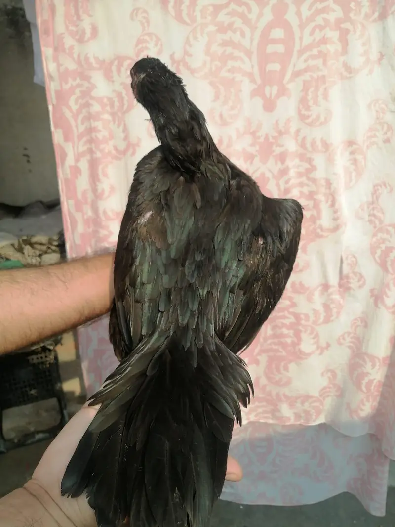 Aseel madi hen  and desi aseel cross murgha for sale — photo 6