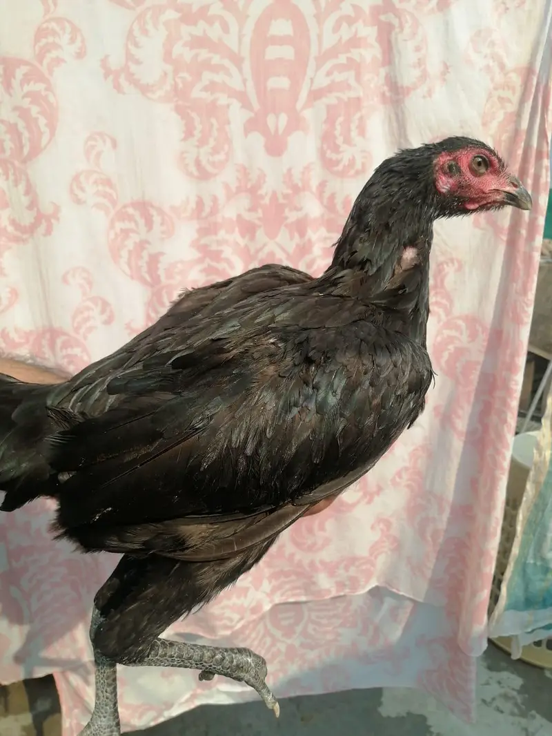 Aseel madi hen  and desi aseel cross murgha for sale — photo 7