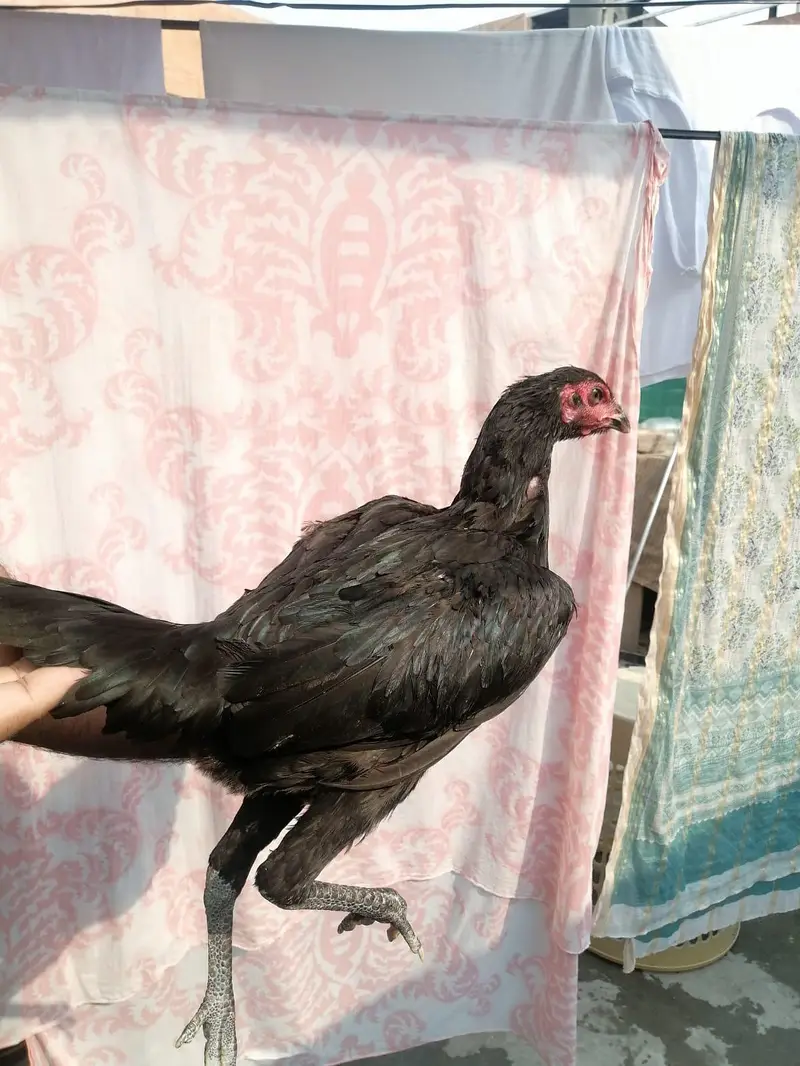 Aseel madi hen  and desi aseel cross murgha for sale — photo 8