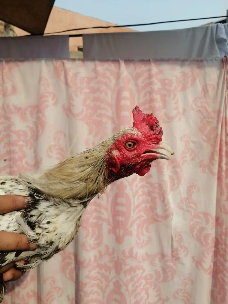 Aseel madi hen  and desi aseel cross murgha for sale — photo 9