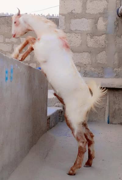 Gulabi Tedda Breeder For Sell: 0334-3769578.