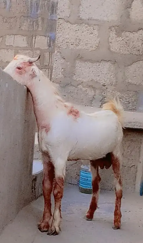 Gulabi Tedda Breeder For Sell: 0334-3769578. — photo 2